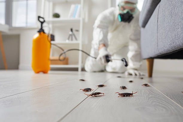 Affordable Pest Control solutions in Paramount, CA